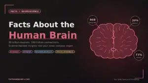 Facts About the Human Brain